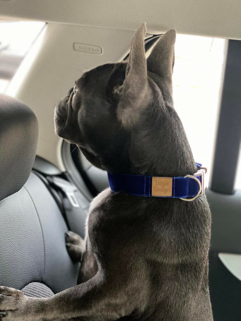 kek-barsony-nyakorv-francia-bulldog