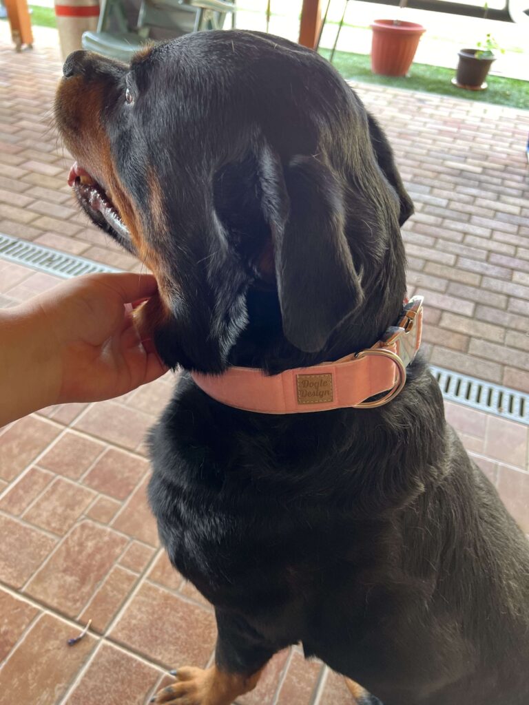 rózsaszín bársony széles nyakörv rottweiler