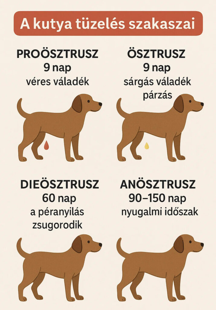 kutya tüzelés szakaszai