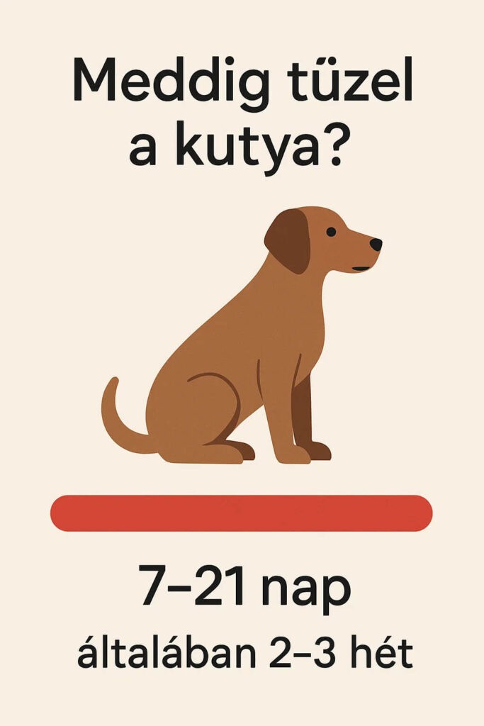 meddig tüzel a kutya